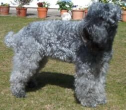 Terrier Kerryblue