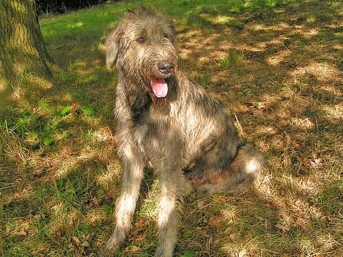 Wolfhound Irish
