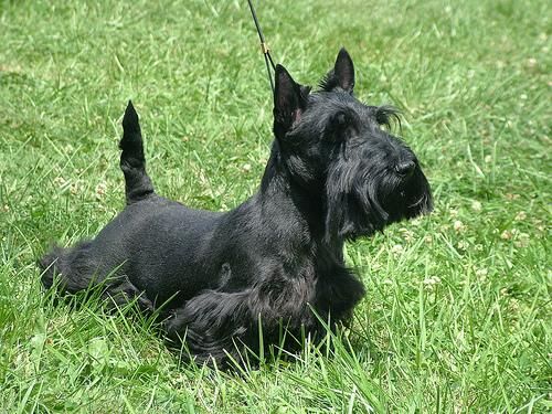 Terrier Scottish