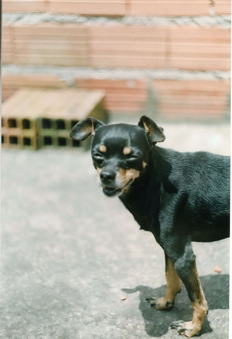 Pinscher Miniature