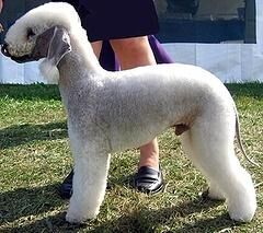Terrier Bedlington