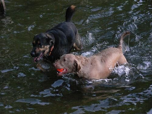 Retriever Chesapeake