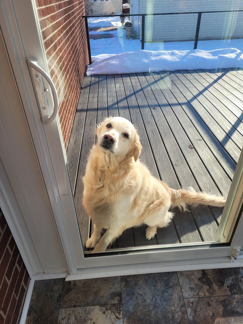 My neighbor's dog came over to visit me today while I was having coffee in the sunroom. (Yes, I let him in.)