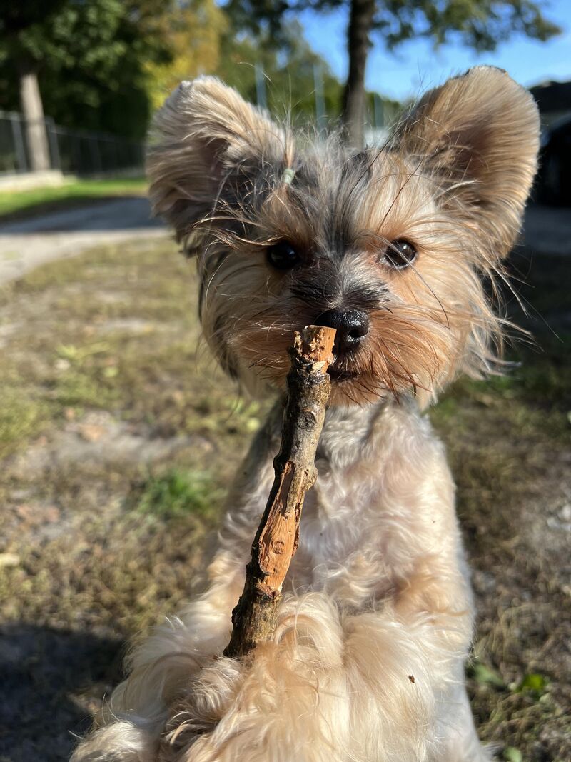 This is my emotional support branch.