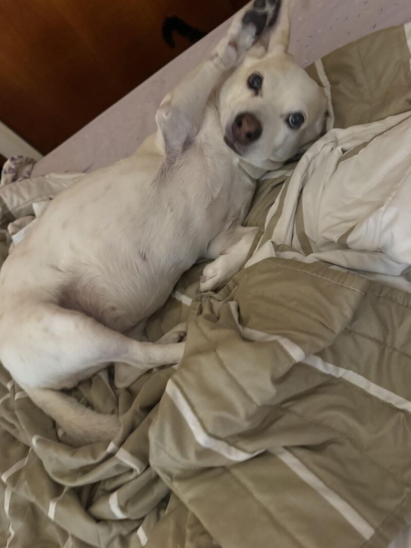 Bunny says hi to all the kind people here 💕 thanks for loving animals and taking care of them