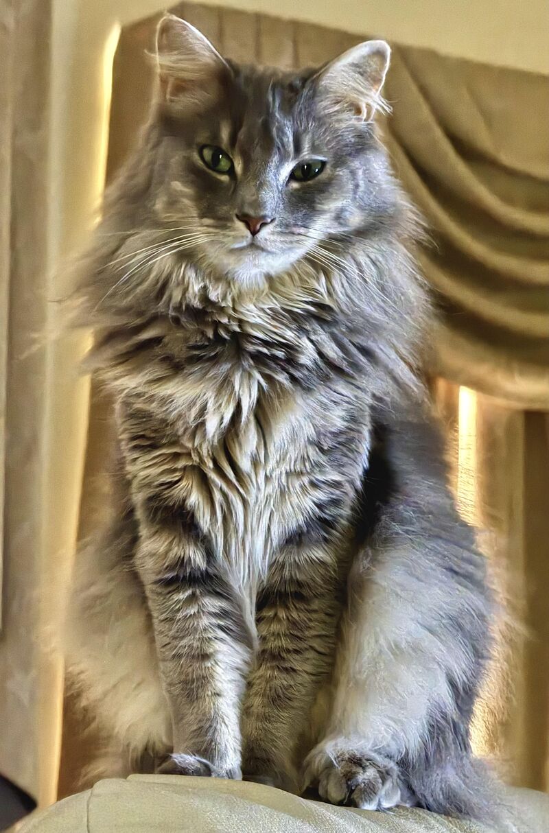 My mother’s rescue in her summer coat.