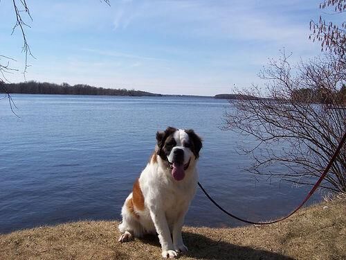 Stbernard