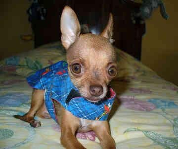 Chihuahua