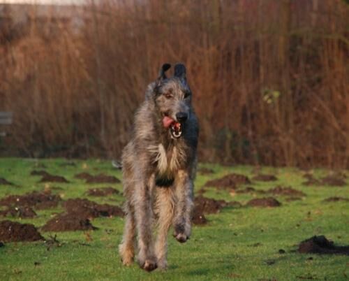 Wolfhound Irish