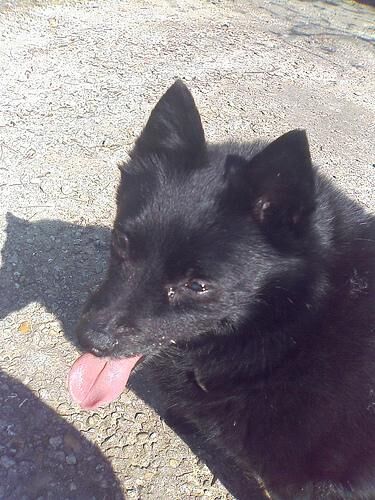 Schipperke