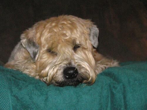 Terrier Wheaten