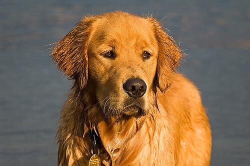 Retriever Golden