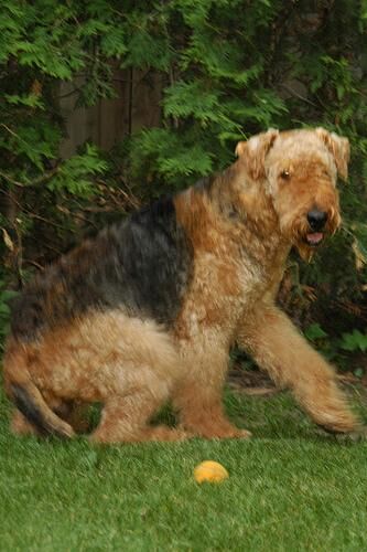 Airedale
