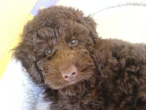 Poodle Miniature