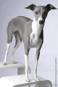 Greyhound Italian