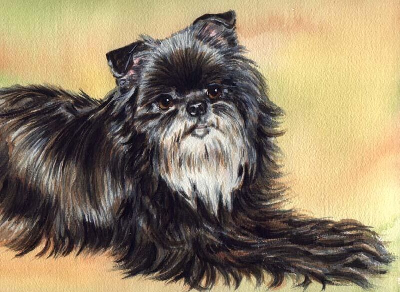 Affenpinscher