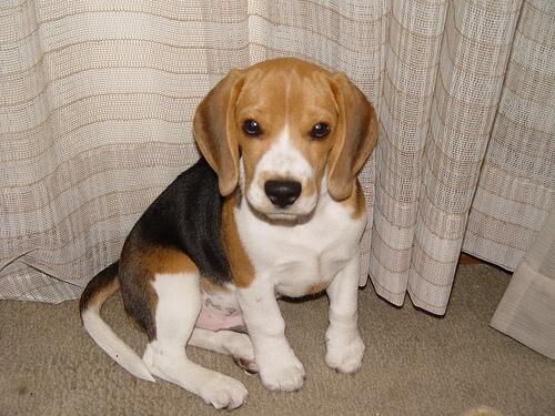 Beagle