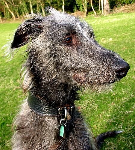 Deerhound Scottish