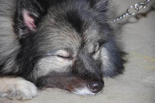 Keeshond