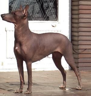 Mexicanhairless