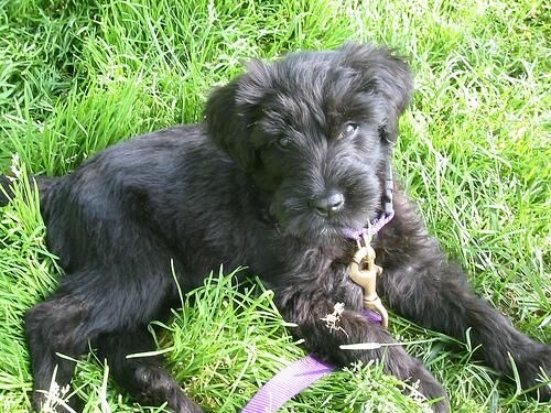 Briard