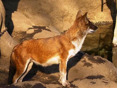 Dhole