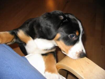 Entlebucher