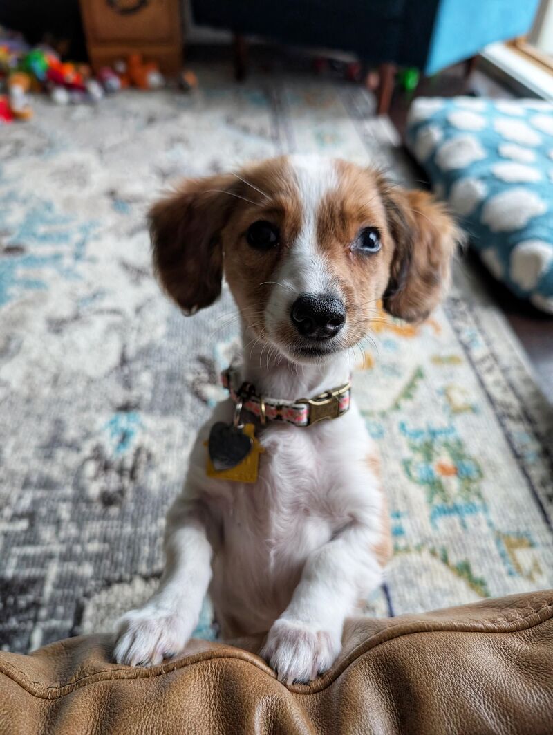 Growing girl - Lark 15 weeks