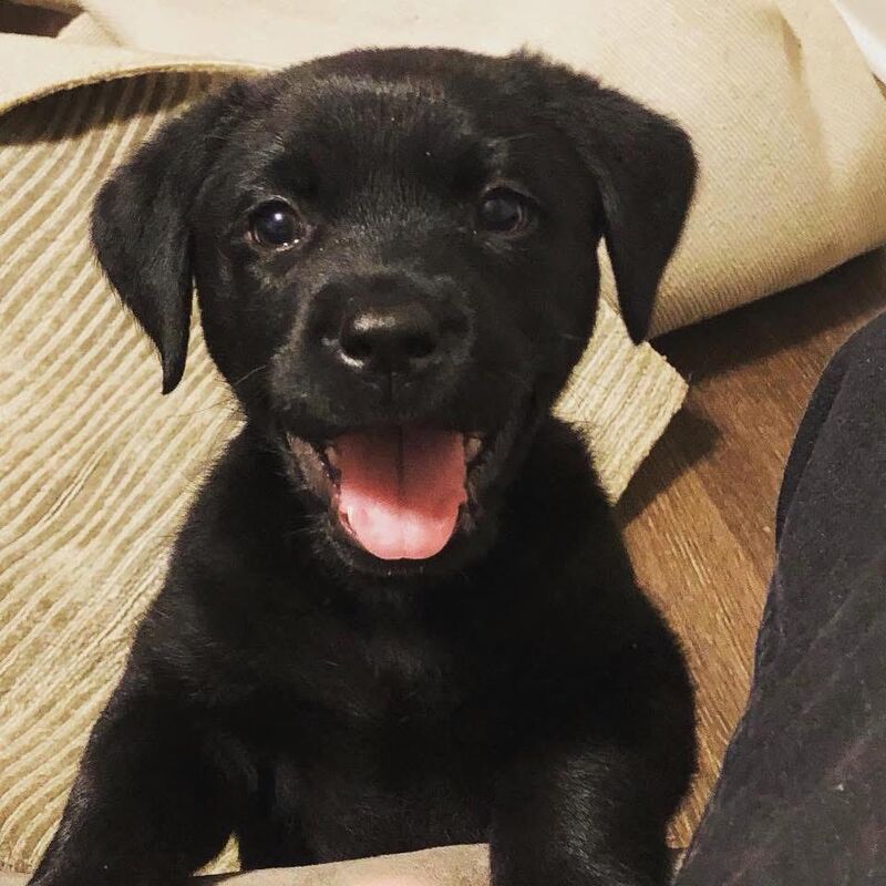 Meet Moseley (2 months)