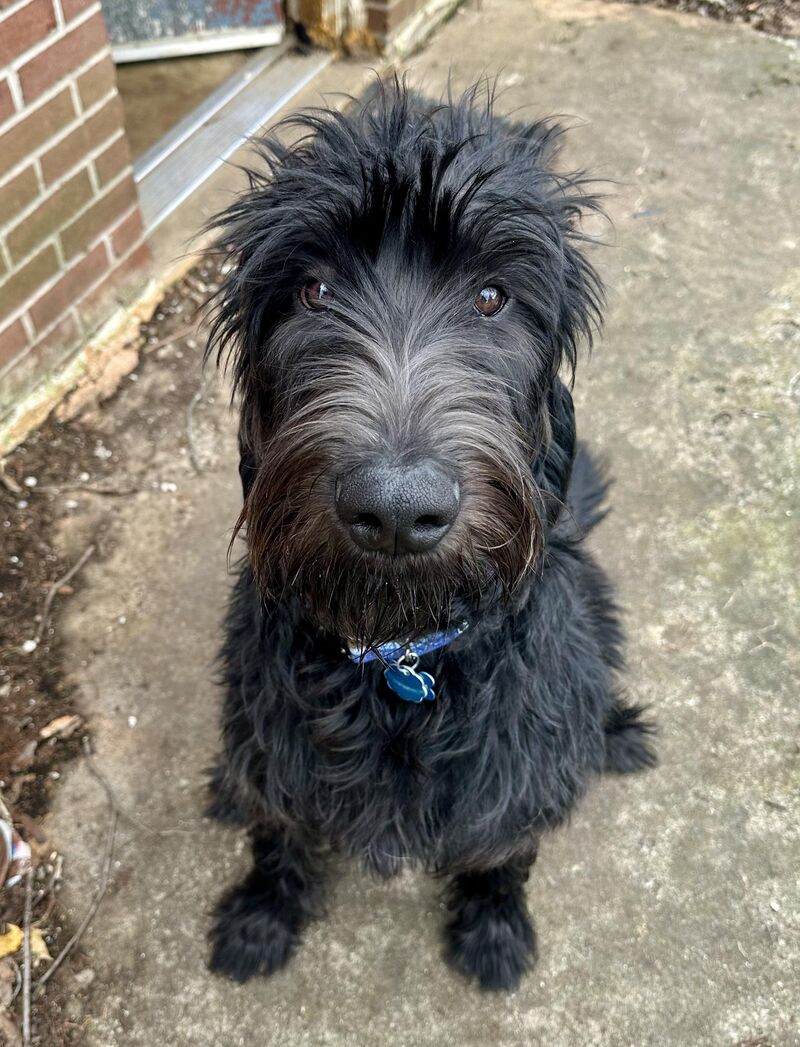 This is Hans, He’s 8 Months Old & 120lbs