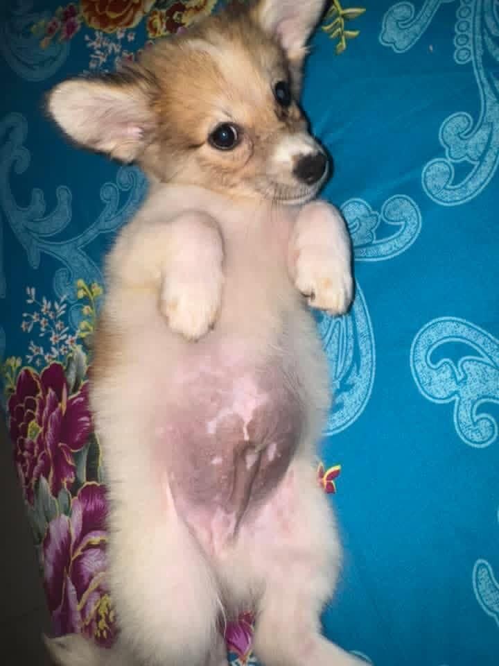 Samsam my puppy. Just over 6 weeks old.