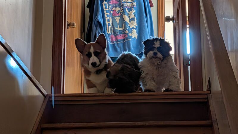 Mochi and his sisters