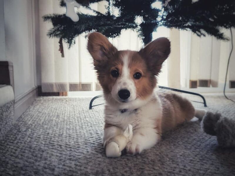 Idk why this got removed the first time