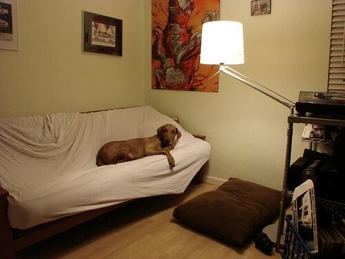 Retriever Chesapeake