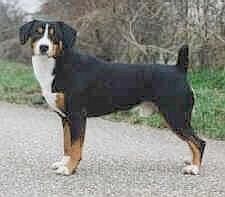Entlebucher