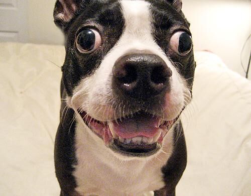 Bulldog Boston