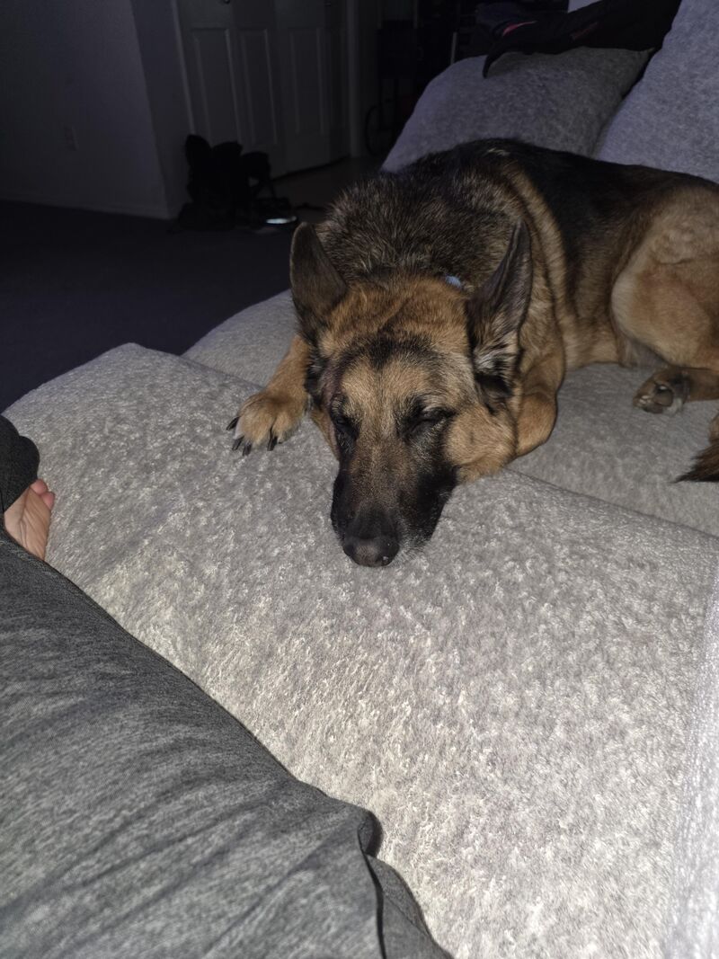 How to know if you are their hooman