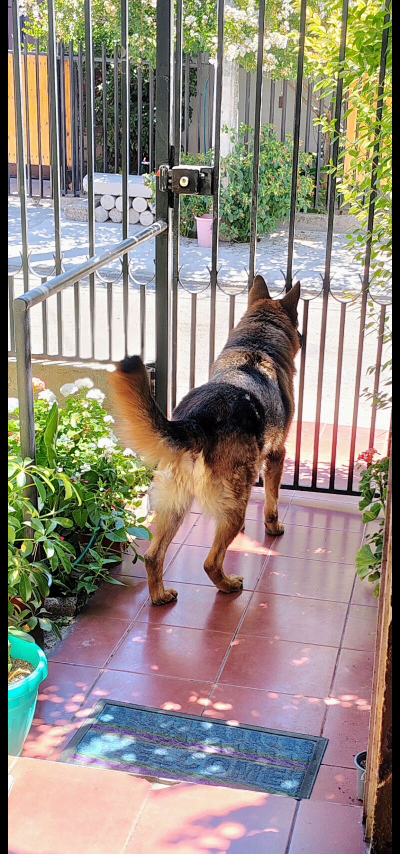 Always alert 🐕‍🦺