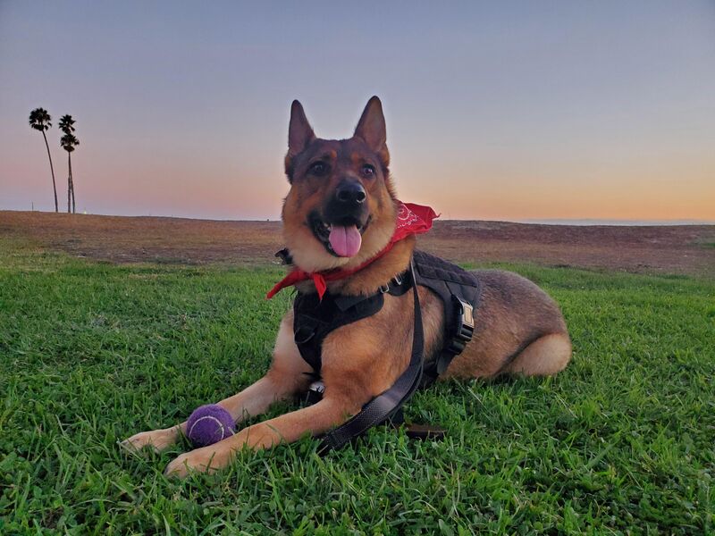 Burkley at the beach