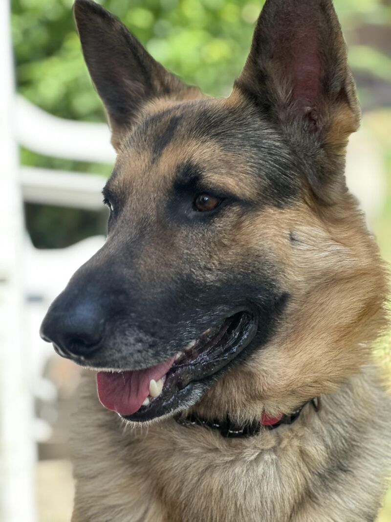 Advice on introducing my boy Ludo to my daughters 5 month old kitten.