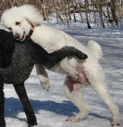 Poodle Standard