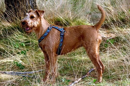 Terrier Irish