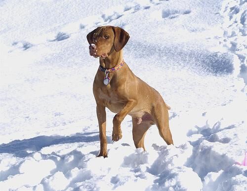Vizsla