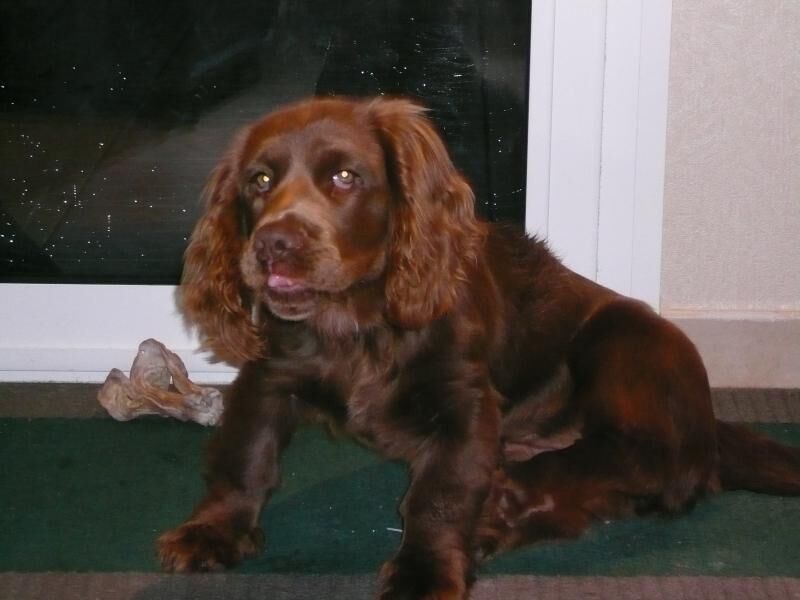 Spaniel Sussex