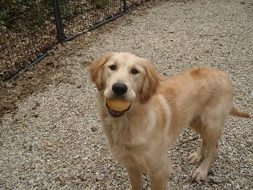 Retriever Golden
