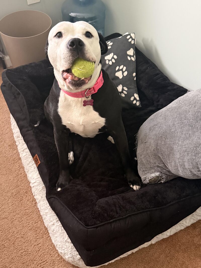 Mina loves her new bed