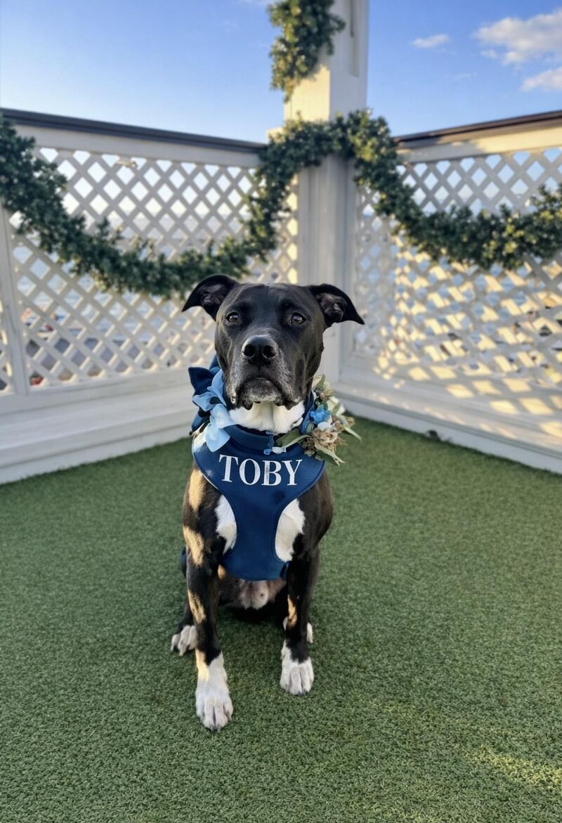 Toby was such a handsome Best Dog, wasn’t he 😍