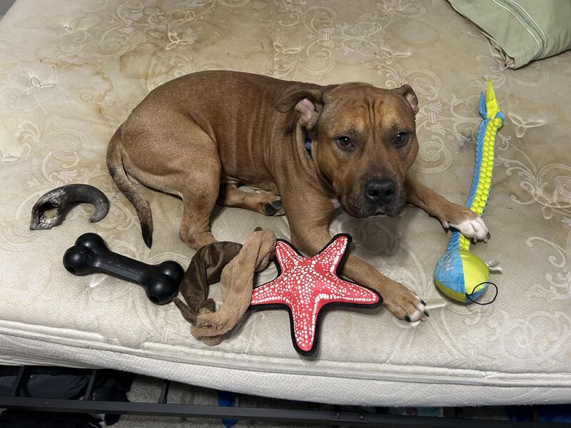 5 toys vs destructive chewing