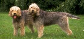 Otterhound