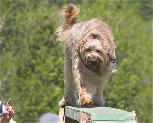 Briard